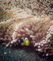 Explore to Bunaken 4H3M
