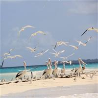 Kepulauan Kei 4H3M
