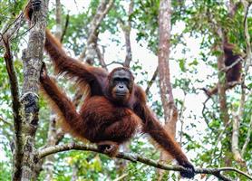 Orang Utan Tour & Jelajah Sungai Bambu 6H5M