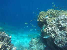 Pulau Menjangan Tabuhan 2 Hari