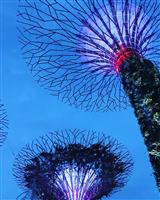 4D3N Singapore Full + Legoland SIC